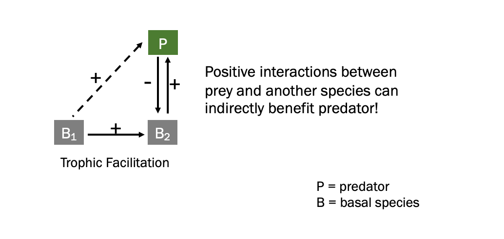 <ul><li><p>when a consumer is indirectly helped by a positive interaction between its prey and another species</p></li><li><p><span style="background-color: inherit; line-height: 19.55px; color: windowtext;">Two species that interact directly in a way that benefits them (commen or mutualism) that benefit the predator</span><span style="line-height: 19.55px; color: windowtext;">&nbsp;</span></p><ul><li><p class="Paragraph SCXO69796141 BCX0" style="text-align: left;"><span style="background-color: inherit; line-height: 19.55px; color: windowtext;">B1 Support higher biomass in B2 -> benefit predator</span><span style="line-height: 19.55px; color: windowtext;">&nbsp;</span></p></li></ul></li></ul><p></p>