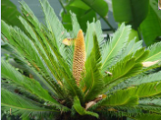 <ul><li><p>130 spp</p></li><li><p>flagellated sperm</p></li><li><p>corn-like looking cones</p></li><li><p>palm-like leaves</p></li></ul><p></p>