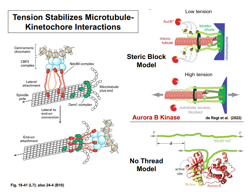 <p><span style="background-color: transparent;"><strong>Stable Kinetochore-Microtubule Attachment</strong></span></p>