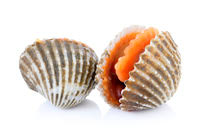 <p>cockle</p>