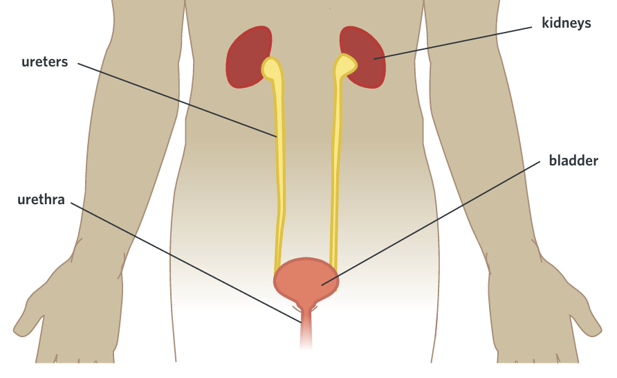 <p> the series of channels in which urine is produced and excreted from  the body</p>