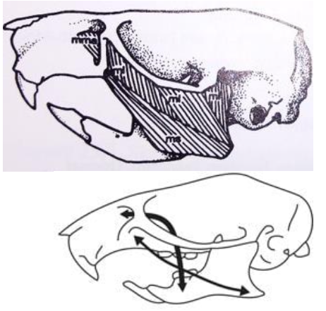 <p>Large infraorbital foramen, Lateral masseter on zygomatic plate </p>