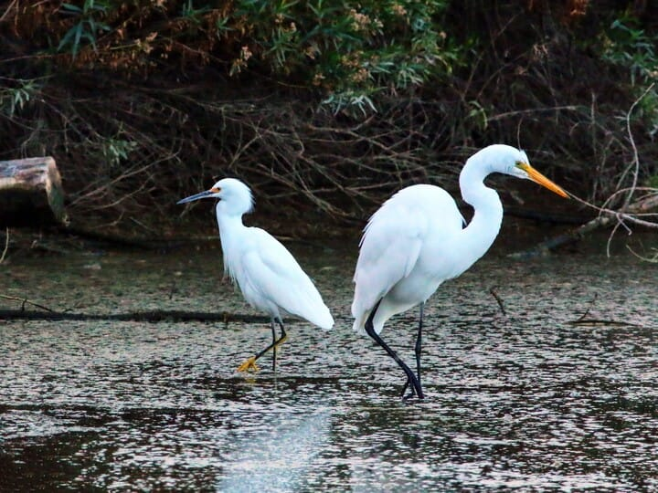 <p>(bird on the left)</p>
