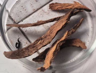 <p>Thiên niên kiện- Homalomena occulta, Araceae- thân rễ- t.dầu (L-linalol)- trị phong thấp, đau khớp</p>