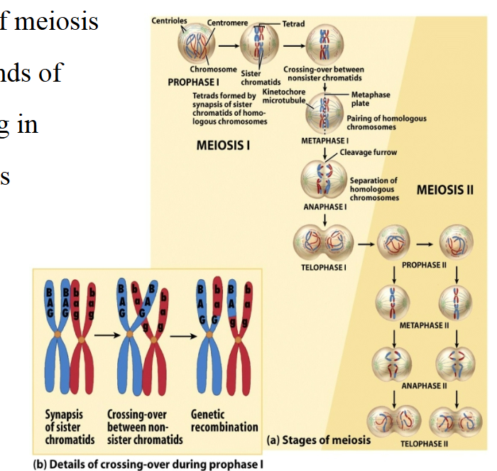 <p>This summary of meiosis shows both rounds of division resulting in four haploid cells (containing half the genetic content of the original cell)</p><p>Important Concepts</p><p>Independent Assortment: </p><ul><li><p>How each pair of homologous chromosomes separates has NOTHING to do with each other pair</p></li></ul><p>Recombination: </p><ul><li><p>a result of crossing over, it means that even DNA on the same chromosome may go in different directions (part gets crossed over to the other homologous chromosome)… not all the time but occasionally</p></li></ul><p></p>