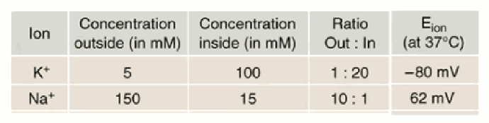 <p>K+: out 5 mM, in 100 mM (EK ≈ −80 mV); Na+: out 150 mM, in 15 mM (ENa ≈ +62 mV).</p>