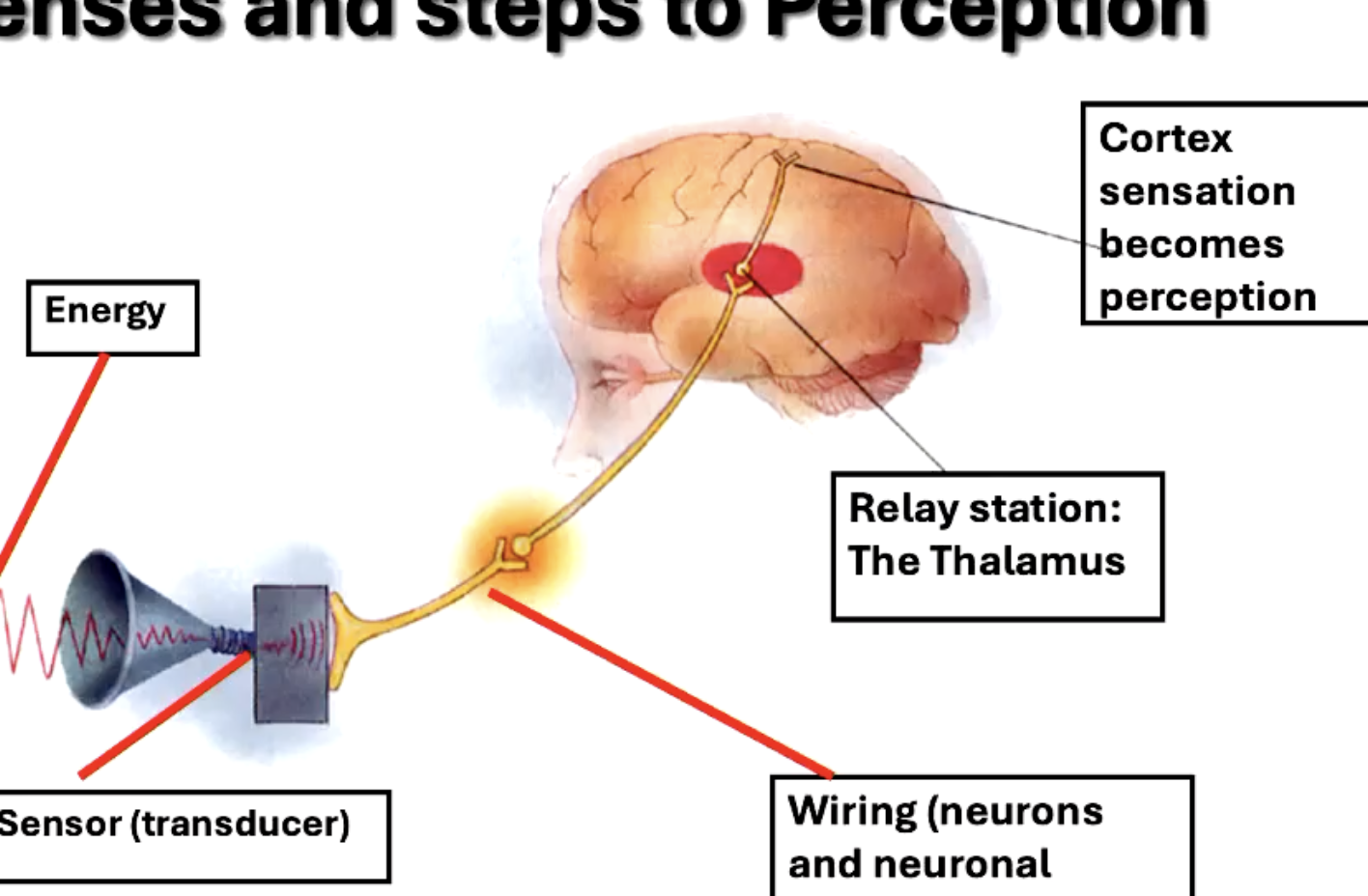 <ol><li><p>Energy is sensed</p></li><li><p>Signal sent via neurons</p></li><li><p>Taken in by thalamus</p></li><li><p>Sensation in the cortex turns to perception</p></li></ol><p></p>