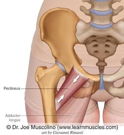 <p>originates on the pubic bone and inserts on the femur</p>