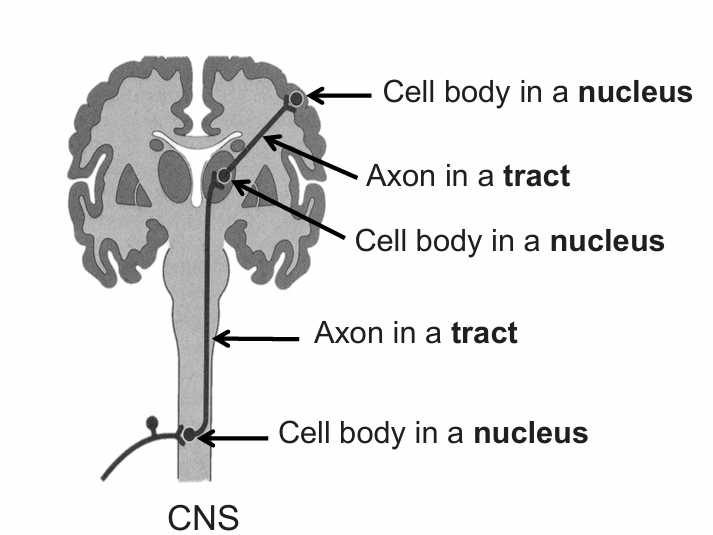 <ul><li><p>Conduct information within the CNS</p></li></ul><p></p>