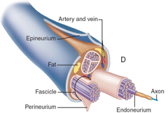 <p>- Dense connective tissue that surrounds entire nerve including fascicles and blood vessels.</p>