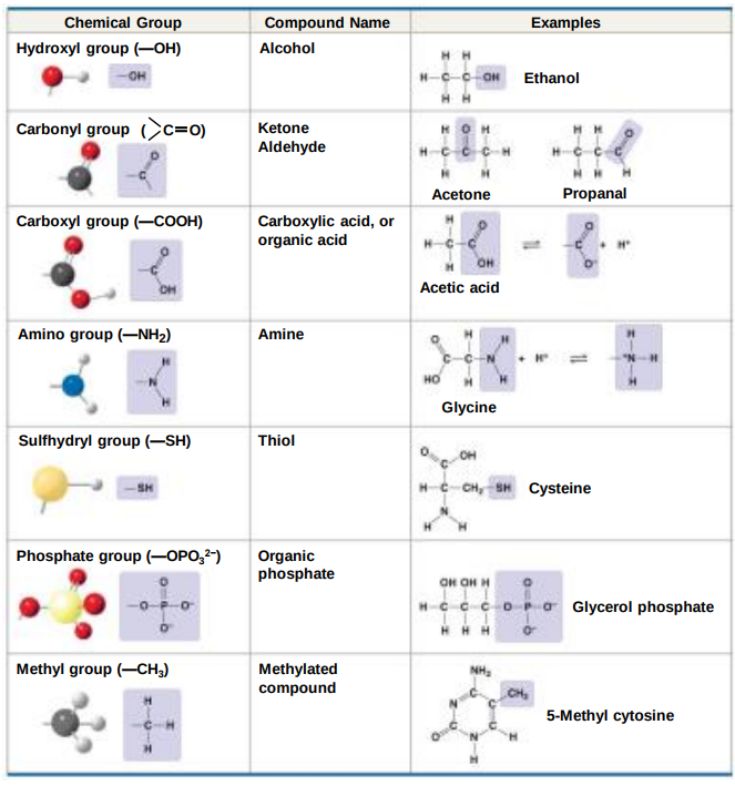 <p>hydroxyl, carbonyl, carboxyl, amino, sulfhydryl, phosphate, methyl</p><p>the only hydrophobic one is methyl</p>
