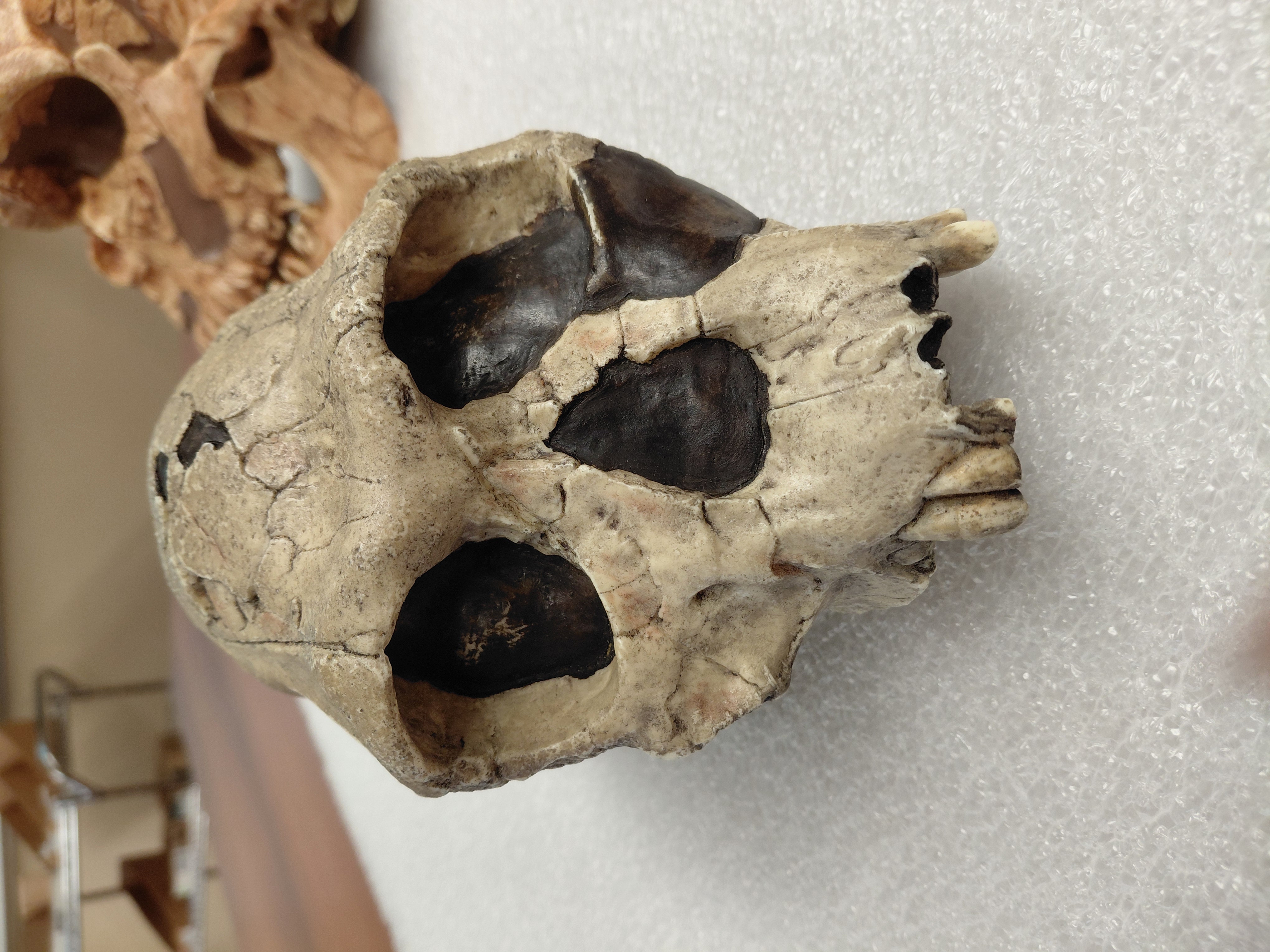 <p>What is the genus and species of this specimen? How do you know?</p>