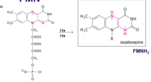<ul><li><p>flavin mono nucleotide</p></li><li><p>the isoalloxazine is getting oxidized with 2 H. to make FMNH2</p></li><li><p>doesnt have adenine</p></li></ul><p></p>