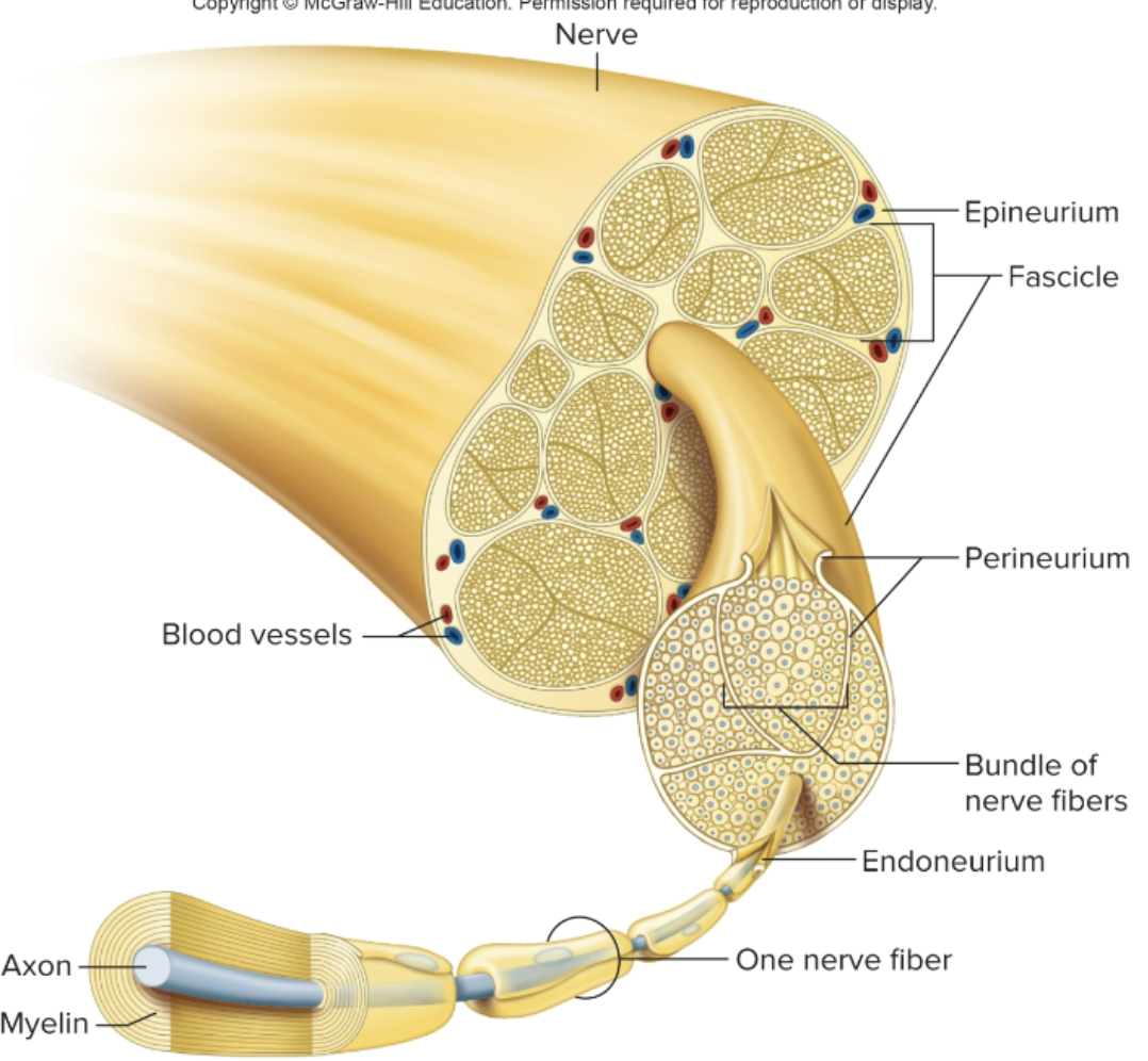 <p>What is perineurium?</p>