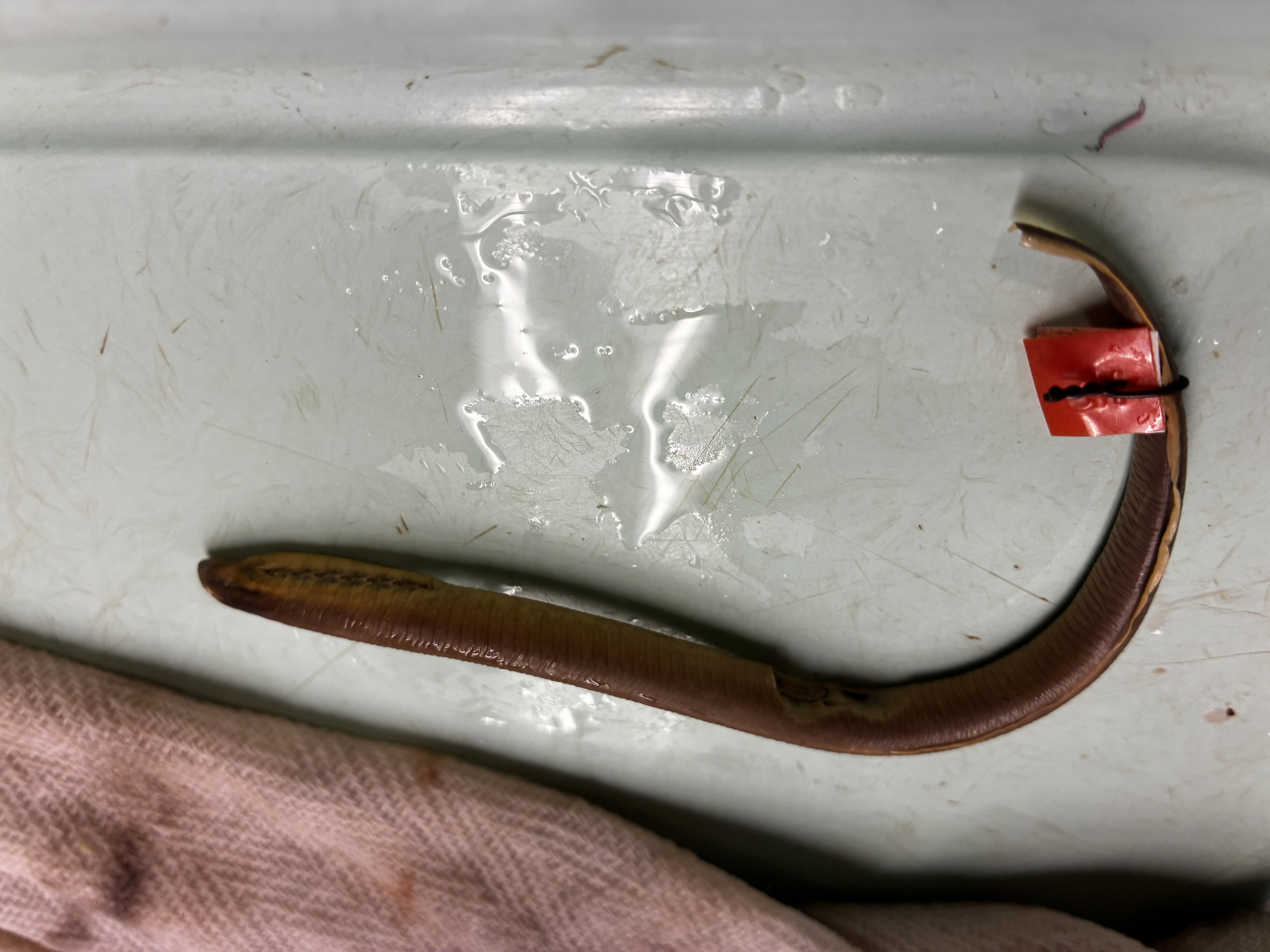 <p>What is this fish?</p>