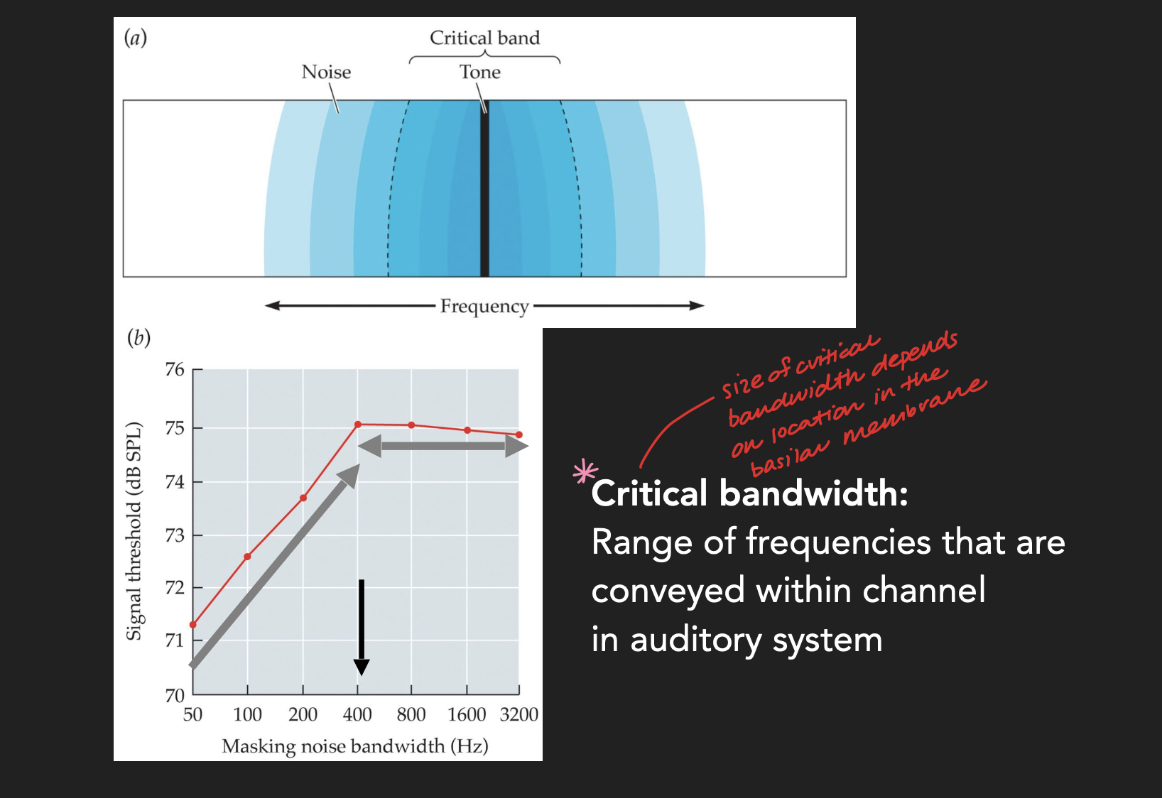 <ul><li><p>They changed the critical bandwidth of the mask (i.e., when the range of frequencies included in the sound changes) to see how it affected the volume people needed in order to distinguish pure tones. </p></li><li><p>They found that the larger the mask, the louder the pure tone needs to be for participants to be able to pick up on it. That is because the mask is now hitting more of those auditory nerves that can fure to those frequencies. But then it eventually plateaus.</p></li><li><p>This tells us that there is a channel in which auditory nerves respond to the pure tone and also to a range of frequencies of about 400Hz. However, anything beyond that is governed by a different channel of auditory nerves. </p></li></ul><p>*the width of these critical bandwidths correspond to the physical spacing of frequencies that you find on the cochlea on the basilar membrane </p>