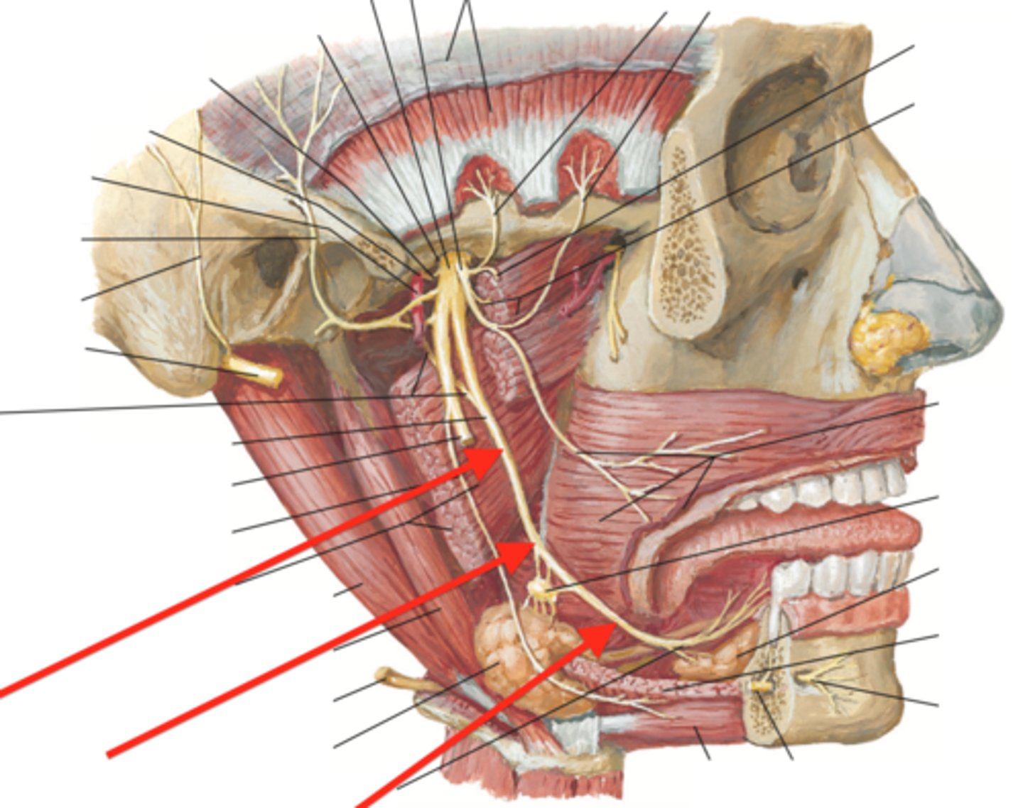 <p>What does the lingual nerve of CN IX provide sensory to?</p>