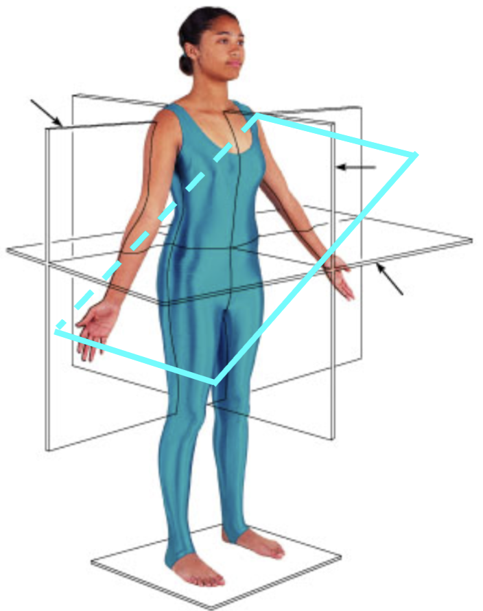 <p>section at an angle, along the long axis </p>