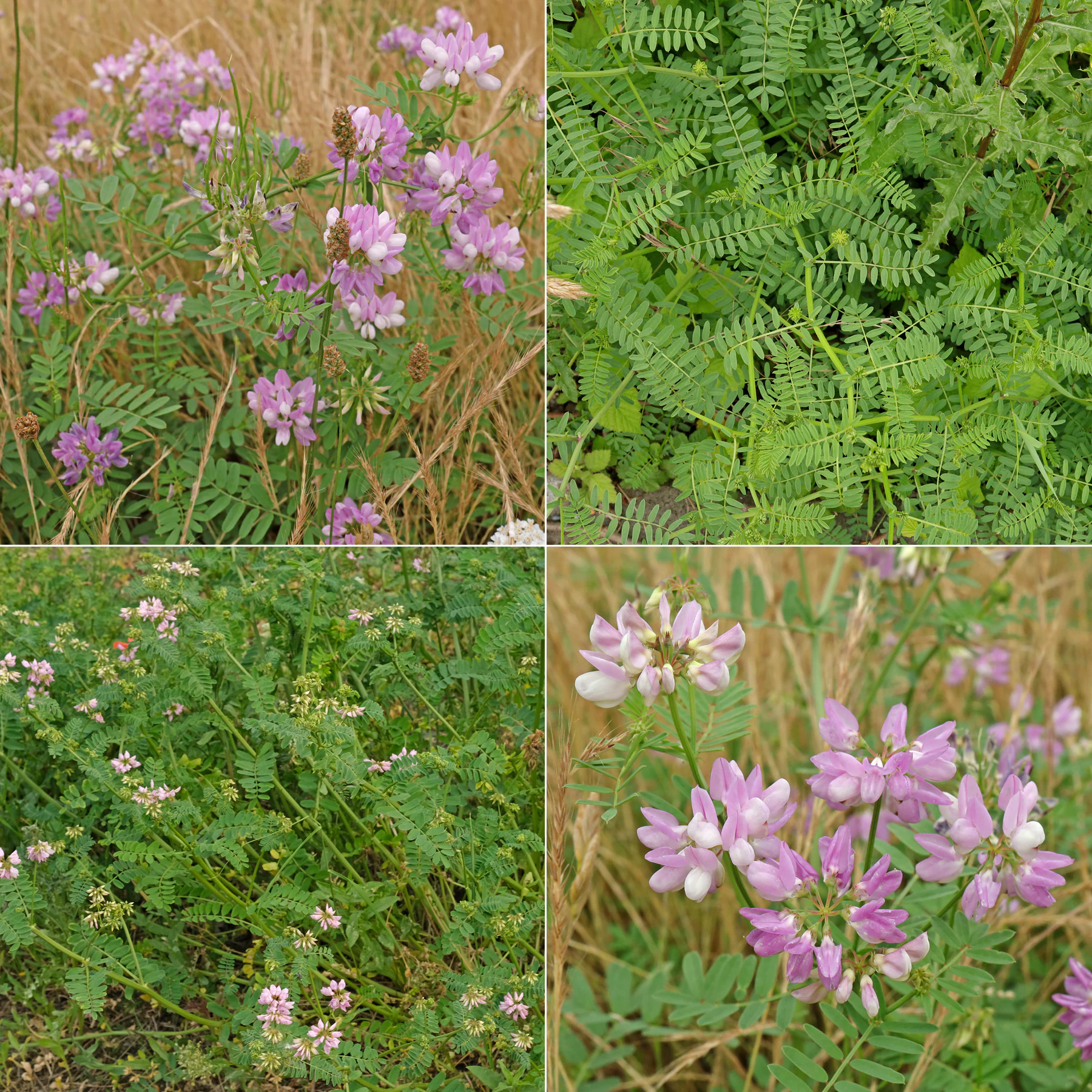 <p>Legume with finely divided leaves composed of many leaflets.</p>