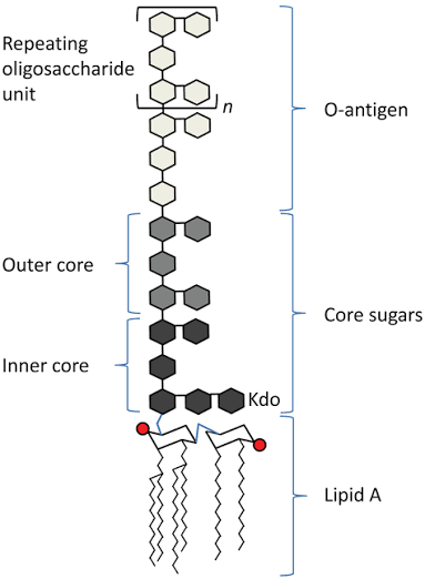 <p>a large molecule made of a lipid and a polysaccharide that forms the outer membrane of <strong>Gram-negative bacteria</strong></p>