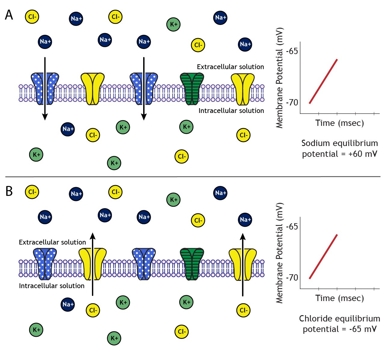 <p>Big rule for predicting ion movement from Vm and Eion</p>