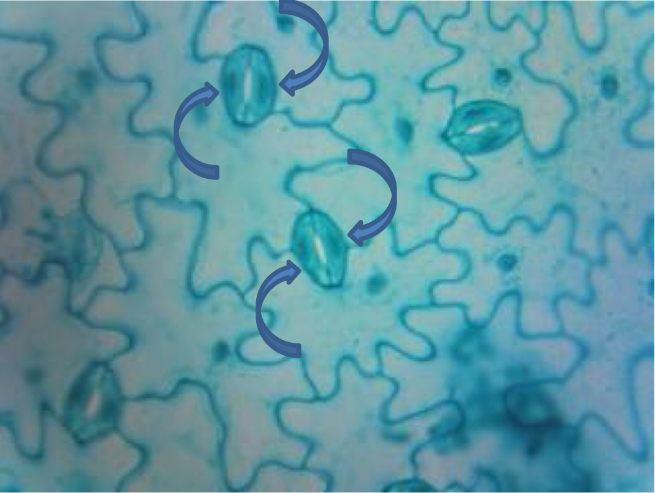 <p>The cells that make up the stomata and regulate gas exchange.</p>