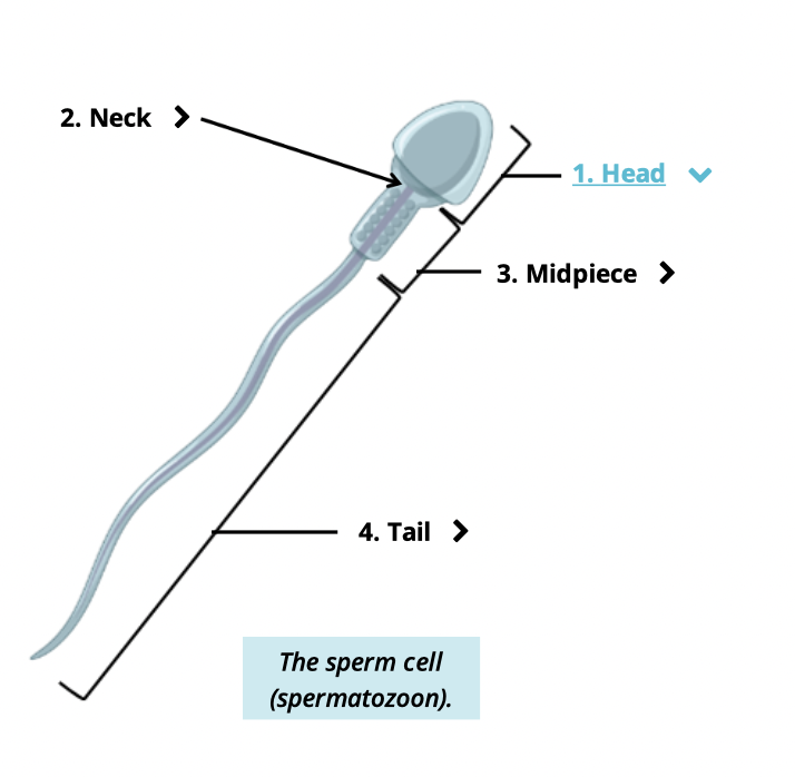 <ul><li><p>head</p></li><li><p>neck</p></li><li><p>midpiece</p></li><li><p>tail </p></li></ul><p></p>