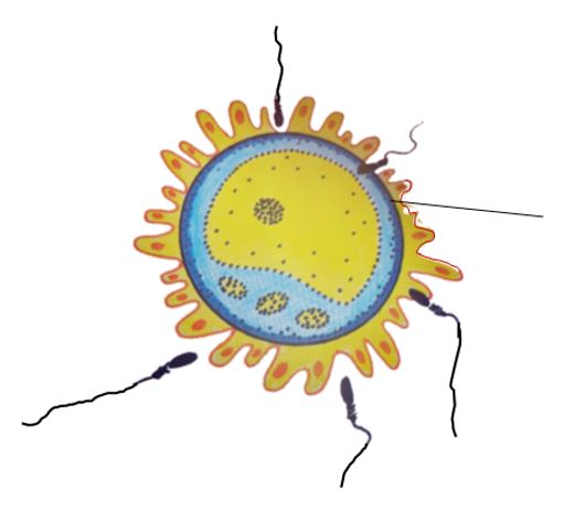 <p><span>Name the structure.</span></p>
