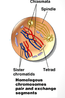 <p>same as mitosis</p><p>chromatin → chromosomes</p><p>centrioles move to opposite poles</p><p>spindle fibres appear</p><p>nuclear envelope and nucleolus disappears</p><p>homologous chromosomes pair up side by side (synapsis) by corresponding genes → tetrad (4 chromatids)</p><p>homologous chromosomes overlap and occasionally break and exchange identical sized segments → crossing over = more genetic variation</p>