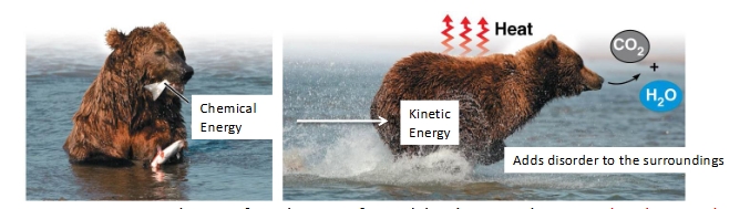 <p>Thermodynamics</p>