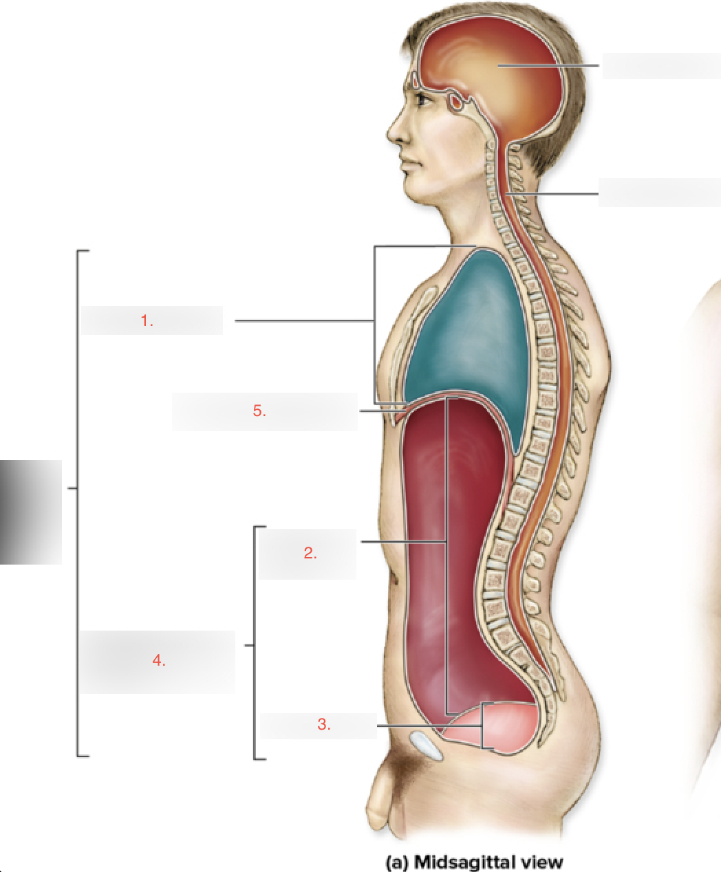 <p>What are the 4 Body Cavities listed here along with the organ listed?</p>