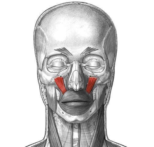 <p>A: Elevates upper lip</p>