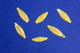 <p>Barley</p>