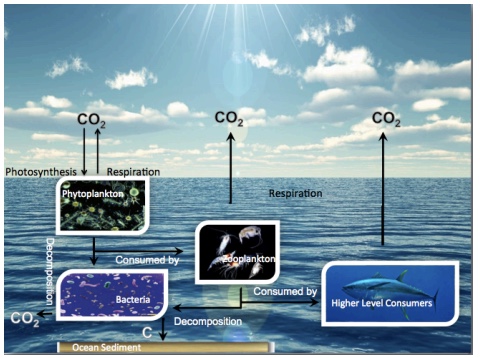<p>Phytoplankton doing photosynthesis in the surface water, taking that inorganic carbon → converting it into organic carbon → once consumed by other organisms, that is part of the biological carbon pump. Relates to Dial vertical migration and sinking of marine snow (organisms moving carbon from surface water to deep water)</p>