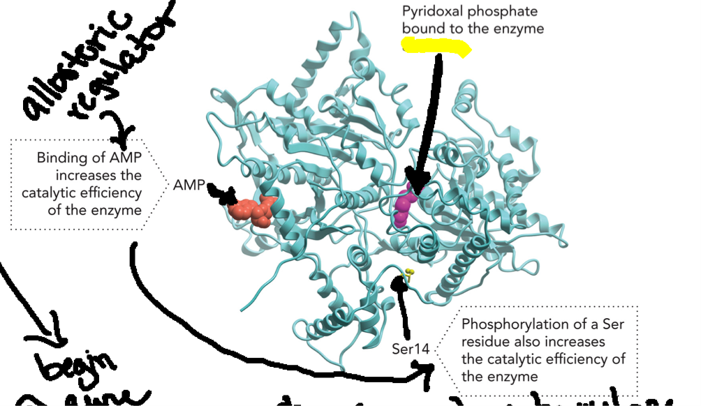 <p>Glycogen Phosphorylase (enzyme)</p><ol><li><p>Allosteric regulation: AMP binds at an allosteric site (NOT active site), this stabilizes the active conformation (R state) of enzyme</p></li><li><p>Covalent modification: Phosphorylation of a Ser14 residue, a negatively charged phosphate group is added to a serine residue, this alters enzyme structure and stabilizes the active form (enzyme ON)</p></li><li><p>Cofactor: Pyridoxal phosphate, PLP, is a cofactor bound to the enzyme required for catalytic activity by facilitating reaction mechanism</p></li></ol><p></p>