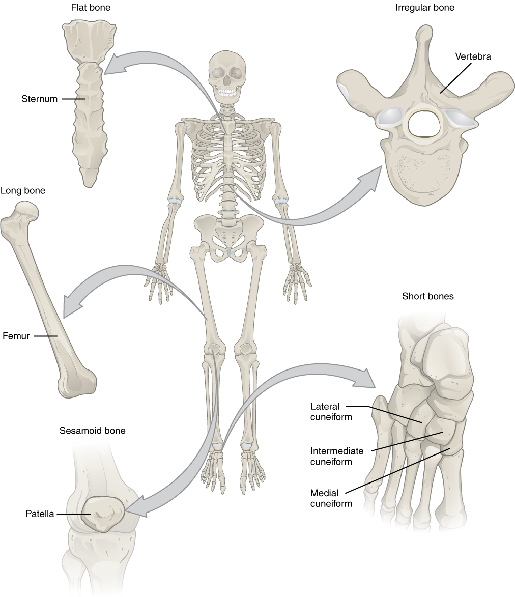 <p>-Long bone(humerus), long slender</p><p>-Sutural Bones, Between skull bones </p><p>-Short bone(wrist bone), small box-shaped</p><p>-Flat bone(sternum), thin, large surface area for attachments </p><p>-Irregular bone(vertebra), Complex shapes</p><p>-Sesamoid bone(patella), small, flat, sesame seed-like </p>