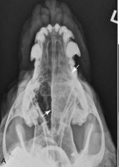 <p>Is this normal or abnormal?</p>