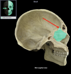 <p>What is the highlighted bone?</p>