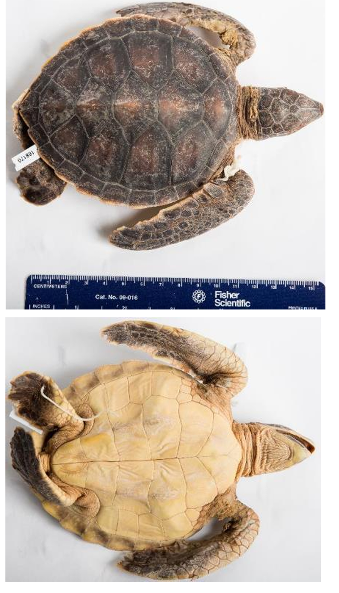 <p>Green Sea Turtle order & suborder</p>