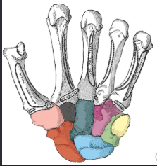 <p>What is the black bone’s name?</p>