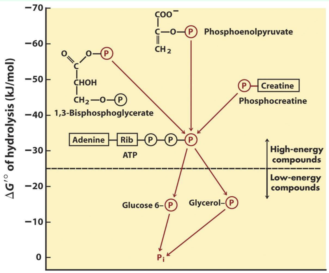 <p>Why doesn’t ATP spontaneously phosphorylate molecules?</p>
