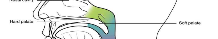 <p>The hard palate at the anterior region of the nasal cavity is composed of bone, while the soft palate, at the posterior portion of the nasal cavity, consists of muscle tissue</p>