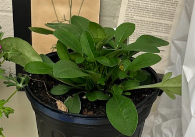 <ul><li><p>yellow flower</p></li><li><p>variety leaf</p></li><li><p>naturalizing plant</p></li><li><p>hard leaf</p></li></ul><p></p>