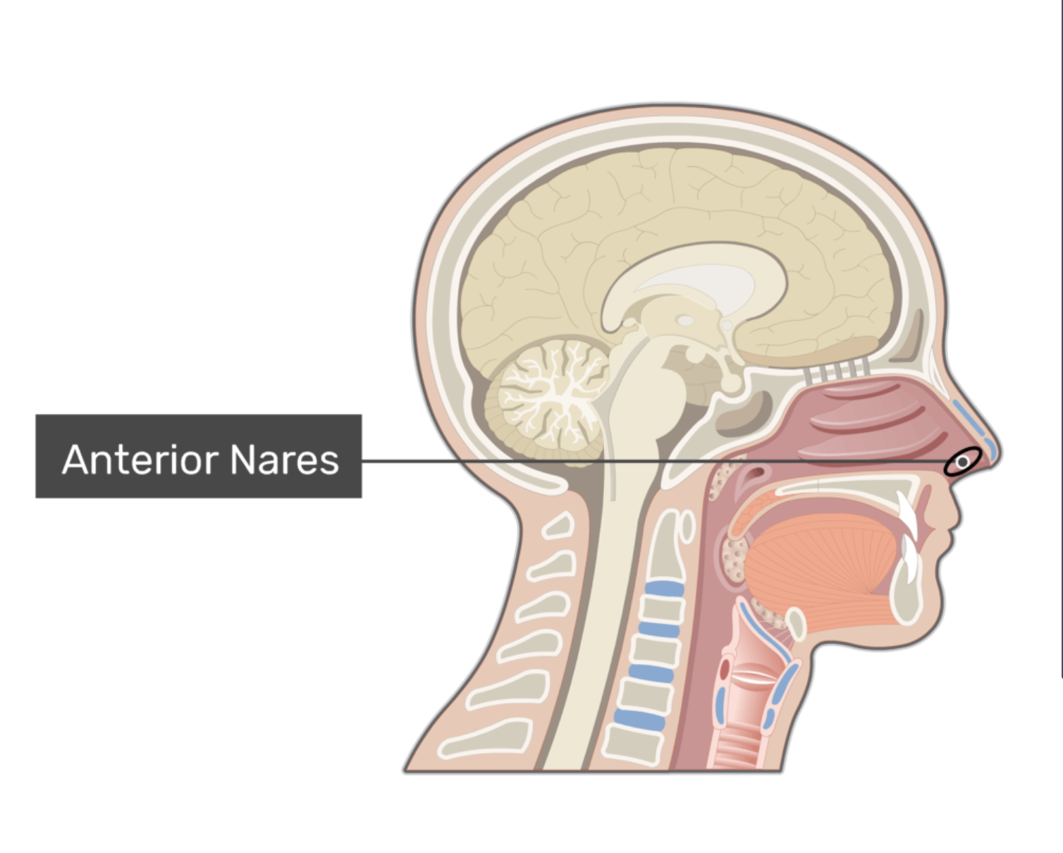 <p>Openings of the nose (nostrils); allow air to enter the respiratory system.</p>