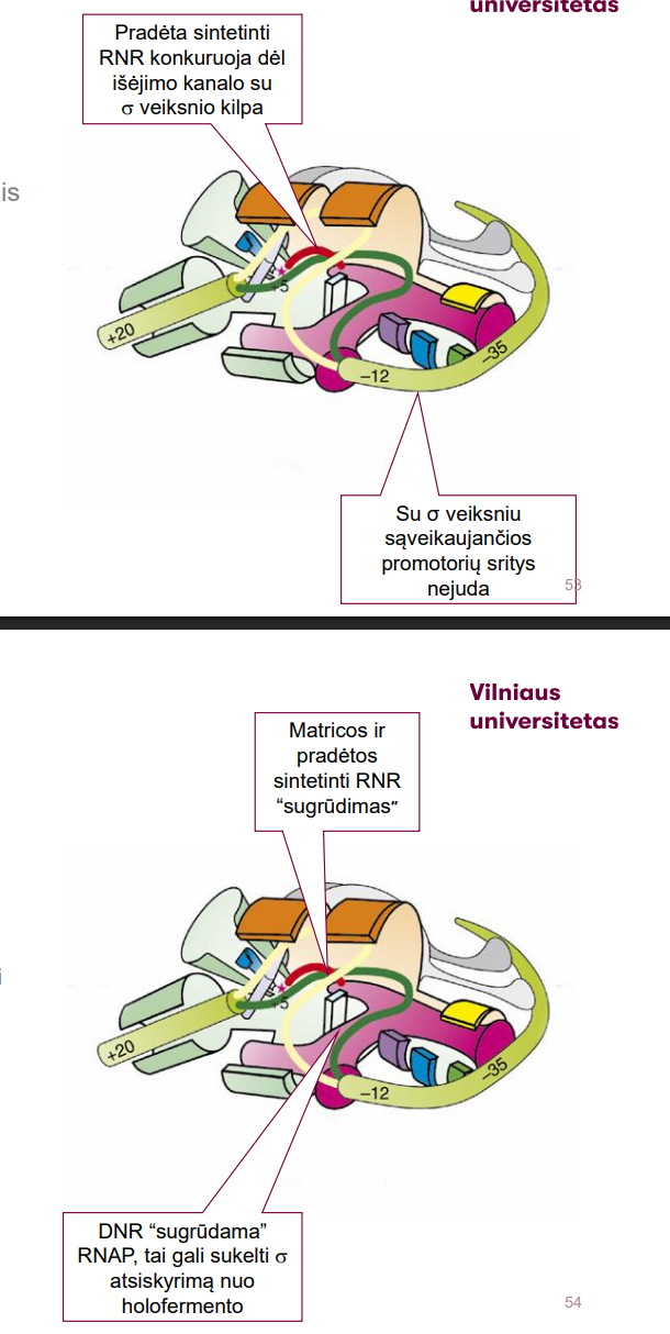 <ul><li><p>Aktyviajame centre išdėstomas pirmasis rNTP, kuris komplementarus matricos nukleotidui +1 padėtyje</p></li><li><p>Katalizinė reakcija įvyksta prisijungus antrajam NTP kuris komplementarus matricos nukleotidui +2 padėtyje;</p></li><li><p>Susidaro iniciacijos RPinit (RPitc) kompleksas</p><ul><li><p>Promotoriaus sritys nejuda</p></li></ul></li><li><p>RNR kartu su matrica stumiama link RNR išėjimo kanalo</p></li><li><p>Kol dar yra σ veiksnys, DNR suspaudžiama išėjimo kanale ir išlinksta</p></li><li><p>Toks RNR sintezės ir stūmimo ciklas kartojasi keletą kartų – gaunamas “sugrūstas” (scrunching) iniciacijos kompleksas RPinit</p></li><li><p>Perėjimą iš iniciacijos fazės į sintezės fazę stabdo nutrūkstamoji iniciacija (abortive innitiation) – susintetinta trumpa RNR paleidžiama iš komplekso, netęsiama</p></li><li><p>Iniciacijos fazė pasibaigia, kai RNAP pavyksta susintetinti ilgesnį nei 10-12 nt. transkriptą. Tada ji išsumia σ veiksnys iš tos vietos ir RNR polimerazė gali pajudėti.</p></li></ul><p></p><p>σ veiksnys užima tą kanalą, per kurį turėtų išeiti. Ateina nukleotidai ir kai jua pradedama sintetinti raudonai pavaizduota RNR molekulė šitas kompleksas vadinasi iniciacijos kompleksas (RPinit). tačiau šis kompleksas negali judėti nes σ veiksnys yra labai stirpiai įsikibęs tos vietos, kur atpažino promotorinę sritį. RNR polimerazė vis tiek sintetina RN ir ji yra grūdama. … Viso to reikia patikrinti, kad tikrai viskas tinkamai susidarė.</p>