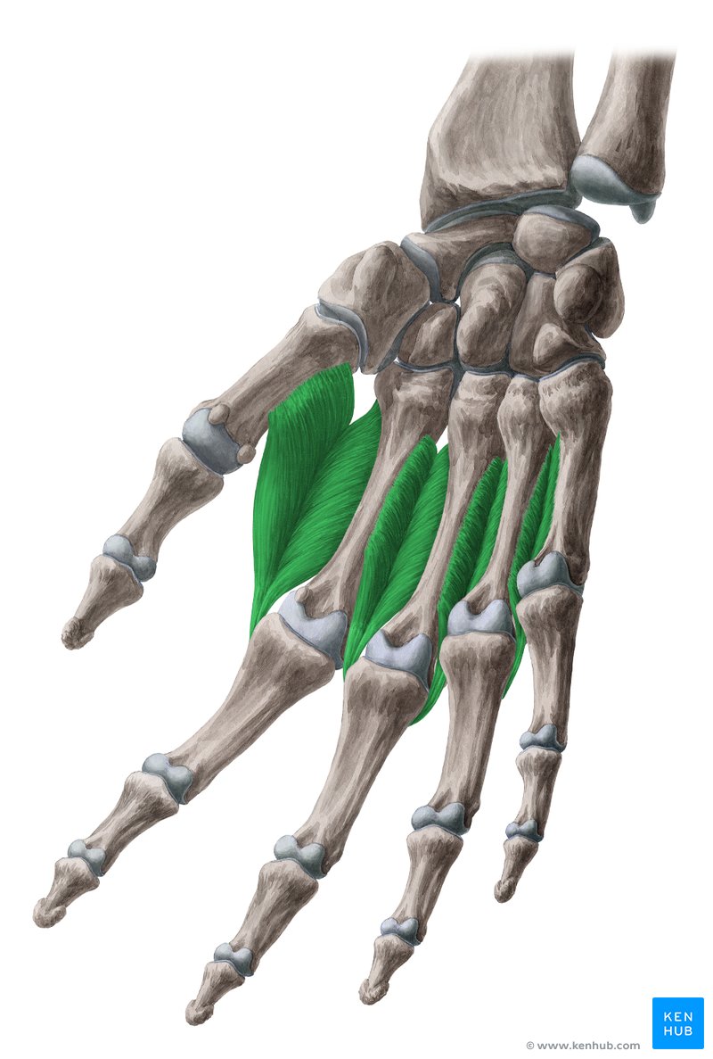 <p>what is the innervation to the dorsal interossei muscle?</p>