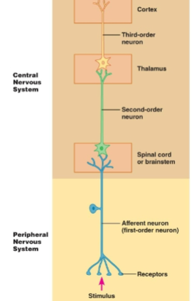 <p>explain the sensory receptor pathway to the cortex </p>