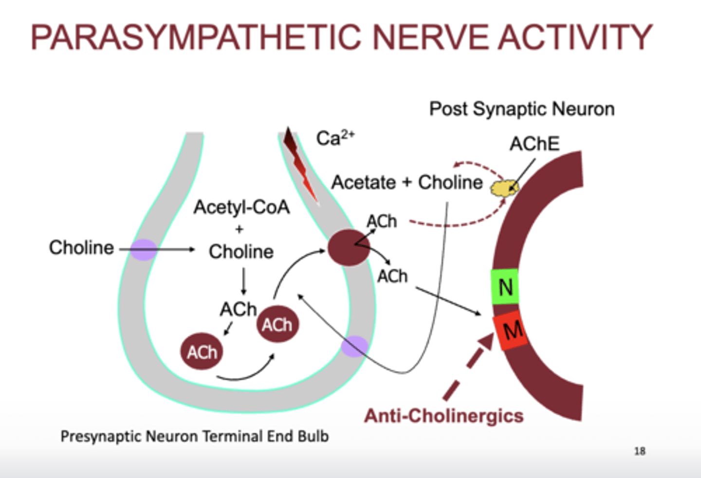 <p>- anticholinergics inhibit muscarinic</p>