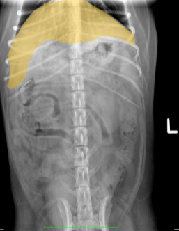 <p>What organ is highlighted?</p>