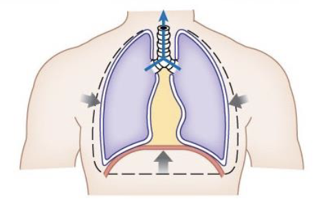 <ul><li><p>diaphragm relaxes, thoracic volume decreases (diaphragm relaxes and pushes up on the lungs and helping to force out the air)</p></li><li><p>diaphragm relaxes up</p></li><li><p>ribs relax downward</p></li><li><p><u>elastin</u> causes lungs to shrink</p></li><li><p>space inside lungs decreases</p></li><li><p>pressure inside lungs increases</p></li><li><p>pressure inside lungs is greater than atmospheric pressure</p></li><li><p>air rushes out of the lungs</p></li></ul><p></p>